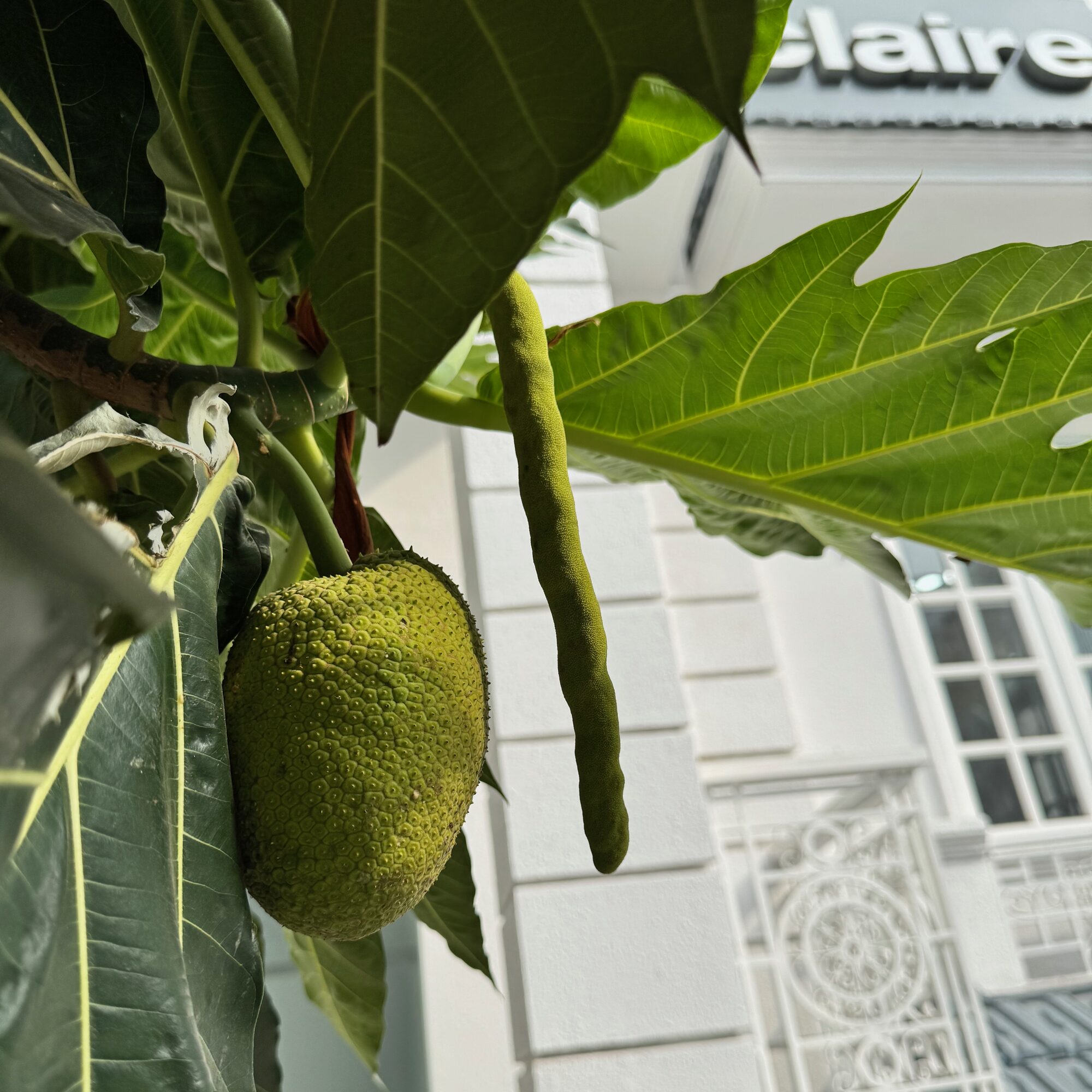 CLAIRE Tân Sơn Nhất — Garden